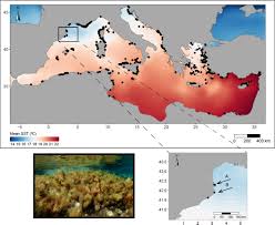 Le csa doullens participera pour la 2ème fois consécutive aux 20km de paris. Local Scale Climatic Refugia Offer Sanctuary For A Habitat Forming Species During A Marine Heatwave Verdura Journal Of Ecology Wiley Online Library