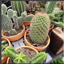 8.5cm pot in stock (shipped within 5 days) add buy echinocactus grusonii : The Produce Station Ann Arbor Michigan
