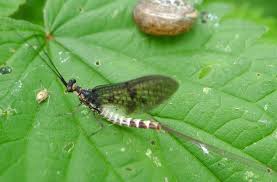 Image result for Ephemeridae