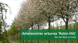 This is a relatively low maintenance tree, and is best pruned in late winter once the threat of extreme cold has passed. Amelanchier Arborea Robin Hill Van Den Berk On Trees Youtube