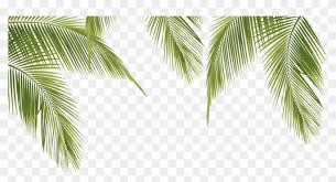 Pngtree provides you with 564 free transparent palm leaves png, vector,. Palm Leaves Png Clipart 28232 Pikpng