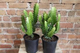 Image result for Euphorbia ingens