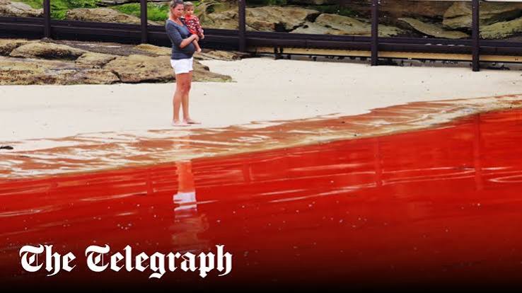 Sydney's beaches closed as algae turns the sea blood red