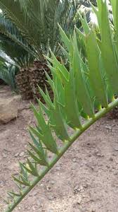 Image result for Encephalartos umbeluziensis