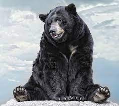 Brown Bears Grizzly And Black Bears Bear Lions Black Bear