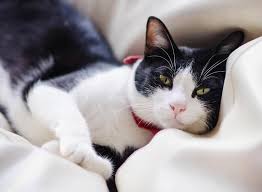 Some tuxies wear spats or white boots. All About Tuxedo Cats In 2021 Facts Lifespan And Intelligence