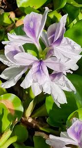 Image result for Pontederiaceae