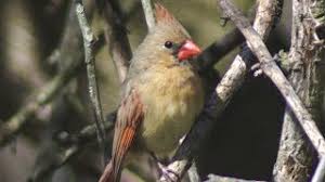 They think they see another male cardinal and attack what they see, which is only their reflection. Female Cardinal Chirping Sounds Youtube