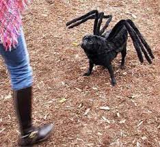 Pin By Roslyn Wetsell On Creatures Dog Halloween Costumes Best Dog Costumes Pugs In Costume