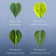 Beru On Instagram The Hearts Philodendron Hederacum Aka Heartleaf Philodendron Varieties Working On The Philo Philodendron Plant Plant Leaves Philodendron