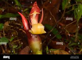 Image result for Aframomum angustifolium