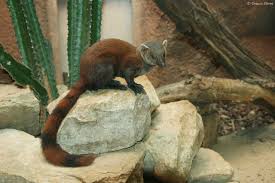 Madagascar is worth the trip. Madagascar Ring Tailed Mongoose Galidia E Elegans Zoochat