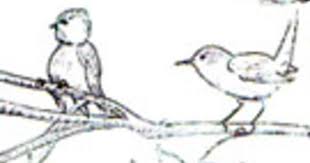 Check out saguaro cacti on ebay. Exploring A Woodlot S Ecosystem Amnh