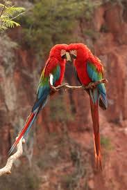 Pin By All Things Brazil On Birds Of Paradise Parrot Pet Birds Macaw