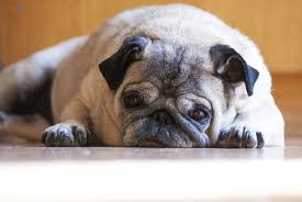 Hình ảnh mệt mỏi đáng yêu giúp bạn giải tỏa căng thẳng