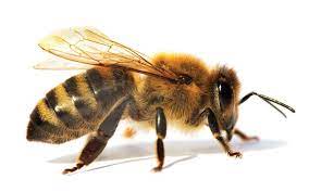 Wilson in the creation story of the kalahari desert's san people, a. Bee Real Life Vsdebating Wiki Fandom