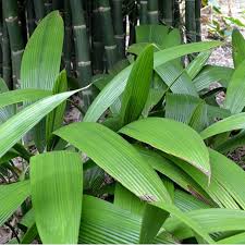 Image result for Molineria