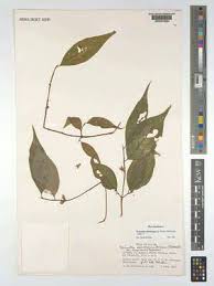 Image result for Sericanthe suffruticosa