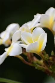 サボテンときれいなお花を撮影 カメラ屋元公式中の人 アオキのブログ 2020 花の種類 サボテン 撮影