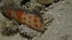 Image result for Mitrasacmopsis