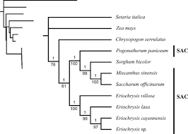 Image result for Eriochrysis pallida
