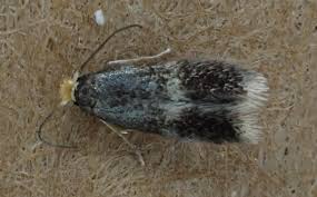 Image result for Stigmella malella