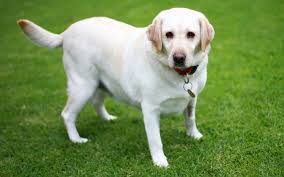 As we are given more information from government agencies i will email you with updates. The Impact Of Lockdown Causing Significant Health Concerns For Pets In Victoria