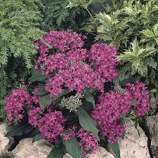 Image result for Pentas longiflora