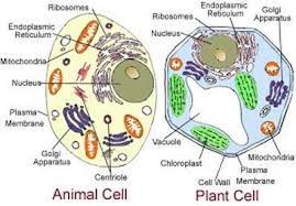 Animal cells have large vacuoles. Dcp 4 Review Sajin Thomas 8th Grade Science