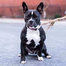 These are the french bulldog and the american pitbull. French Bulldog Pitbull Mix Askfrenchie Com