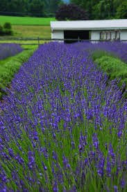 How long have you lived here? Growing Lavender Hgtv