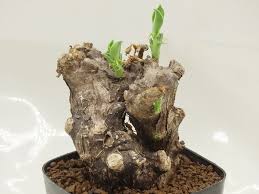 Image result for Euphorbia platyrrhiza