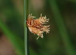 Image result for Schoenoplectiella senegalensis