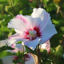 Image result for Hibiscus torrei