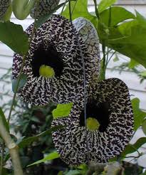 Image result for Aristolochia promissa