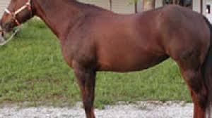There are currently 166 horse (and a few unicorn) movies and tv shows on our list. Branded Mare Star Of Taffy Missing From Nebraska Quarter Horse Farm Horse Illustrated Magazine