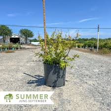 Image result for Berberis julianae