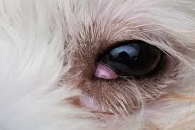 But deeper ulcers may require surgery and can develop scar tissue (called a corneal sequestrum) and possibly burst if. Shih Tzu Eye Problems What You Should Know