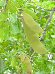 Image result for Isoberlinia