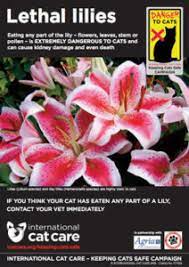Calla lilies are not legitimate lilies, according to the vermont veterinary medical association. Lethal Lilies International Cat Care