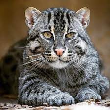 Wildliveplanet On Instagram The Gorgeous Fishing Cat Is A Mid Sized Cat Found In South And Southeast Asia Fishing Cats Breed On Cats Weird Cat Cat Breeds