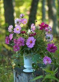 Pin By Monia On Flowers Gardens Cosmos Flowers Amazing Flowers Beautiful Flower Arrangements