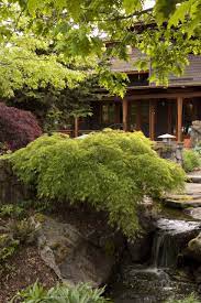Waterfall Japanese Maple Waterfall Japanese Maple Japanese Maple Garden Japanese Garden