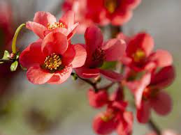 There are thousands of varieties of flowering trees available, including magnolia x loebneri 'leonard messel' pictured above, which blushes a rosy pink and grows into a small tree up to 30 feet tall. Flower Trees Top 5 Spring Blooming Shrubs And Trees