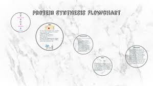 Protein Synthesis Flowchart By Georgia Giles On Prezi