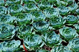 Daylily hill southern california's largest grower of landscape cacti and succulents. Wholesale Succulent Nursery Orange County Los Angeles San Diego