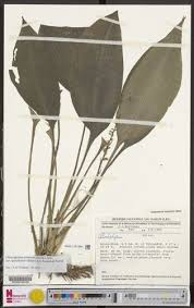 Image result for Chlorophytum sparsiflorum