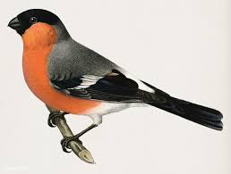 Black And White Birds In Pa Eurasian Bullfinch Pyrrhula Pyrrhulav Illustrated By The Von Wright Brothers Digitally Enhanced From Bullfinch Illustration Vintage Illustration