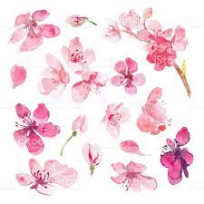 Set Of Watercolor Sakura Flower Cherry Flower Sakura Flower Cherry Blossom Art Sakura Painting