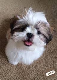 Cost for this service varies for distance and location. Beautiful Shih Tzu Puppies Are Here For Adoption Tea Cup Puppies Churachandpur Zamroo